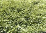 Voetbal Kunstgras 4m breed - Afbeelding 11