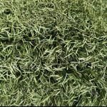 Voetbal Kunstgras budget - 4m breed