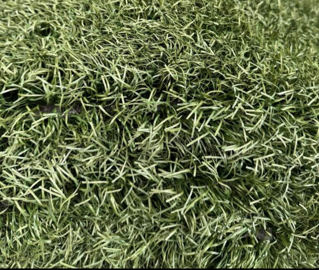 WhatsApp Image 2026-08-26 at 17.25.26 Voetbal Kunstgras budget - 4m breed - Afbeelding 1